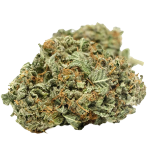 Black Domina Seeds